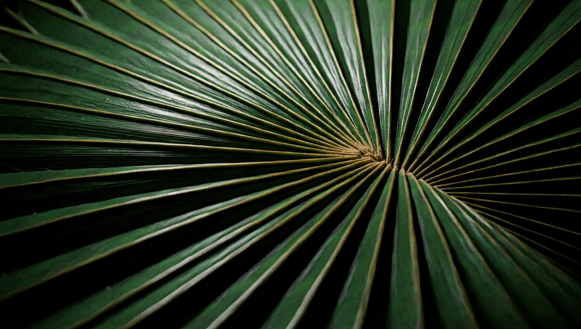 High-contrast botanical texture of Indonesian flora